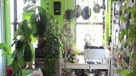 Why Buy the Indoor Garden Kits for Indoor Gardening in 2021-22?