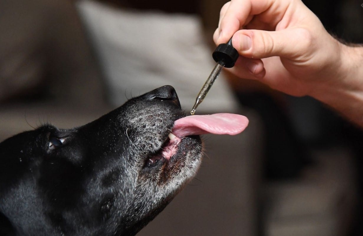 Is CBD Oil A Good Idea for Your Dogs